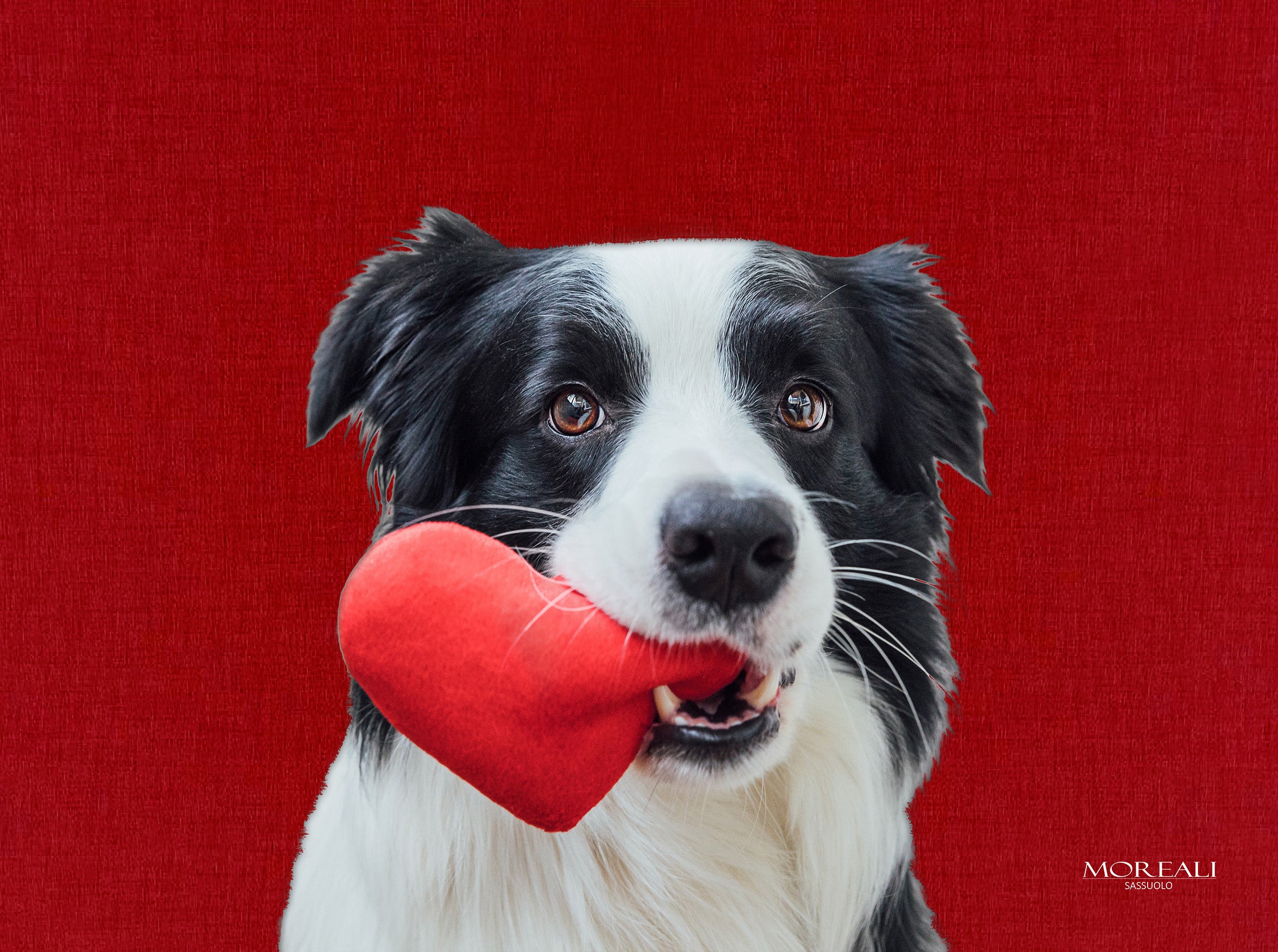 Set 4 Tovagliette Animali Pop Made in Italy Cucina Moreali Tessile Casa 33 x 45 Berny Rosso