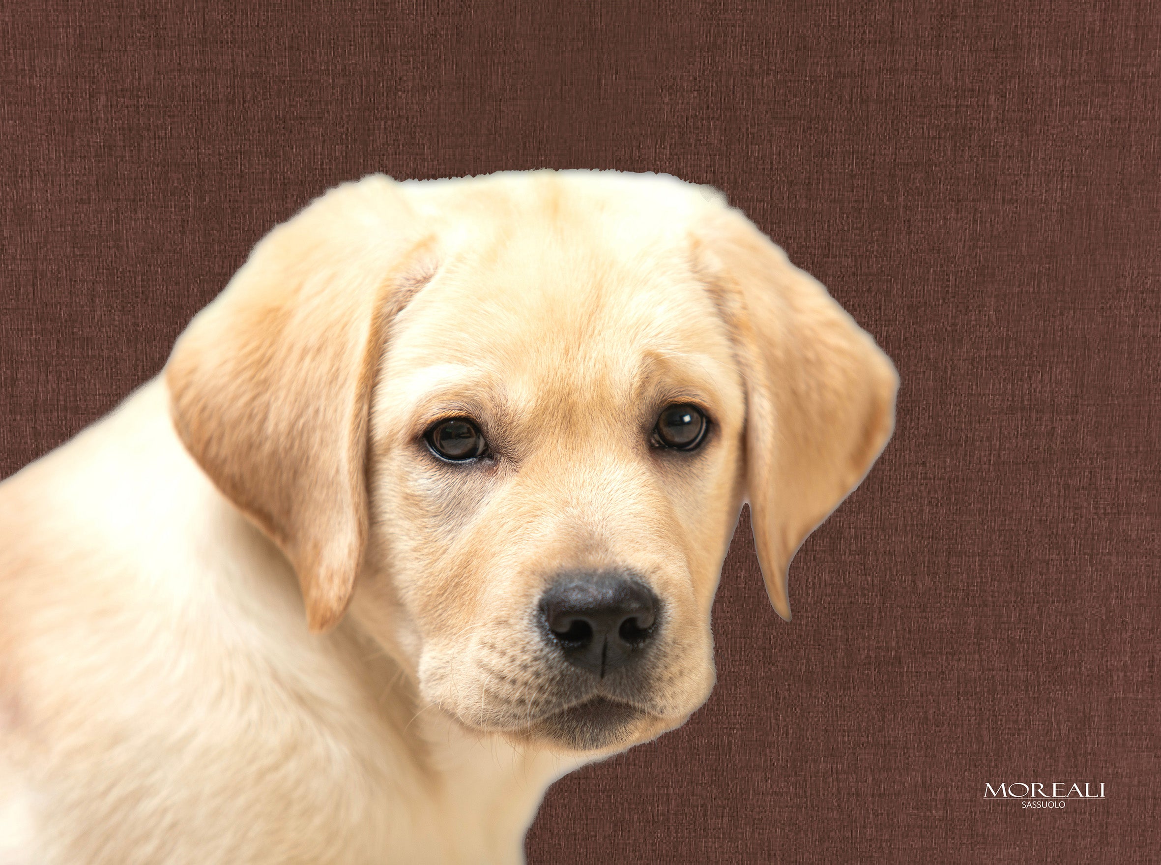 Set 4 Tovagliette Animali Pop Made in Italy Cucina Moreali Tessile Casa 33 x 45 Chicco Marrone