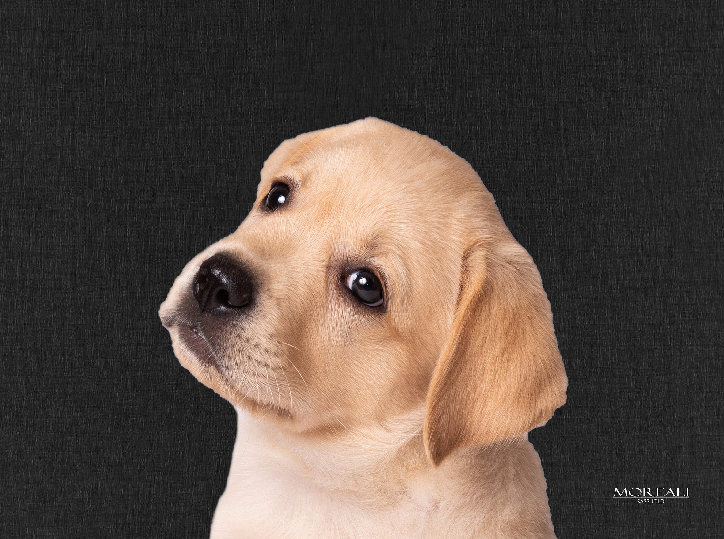 Set 4 Tovagliette Animali Pop Made in Italy Cucina Moreali Tessile Casa 33 x 45 Charlie Antracite