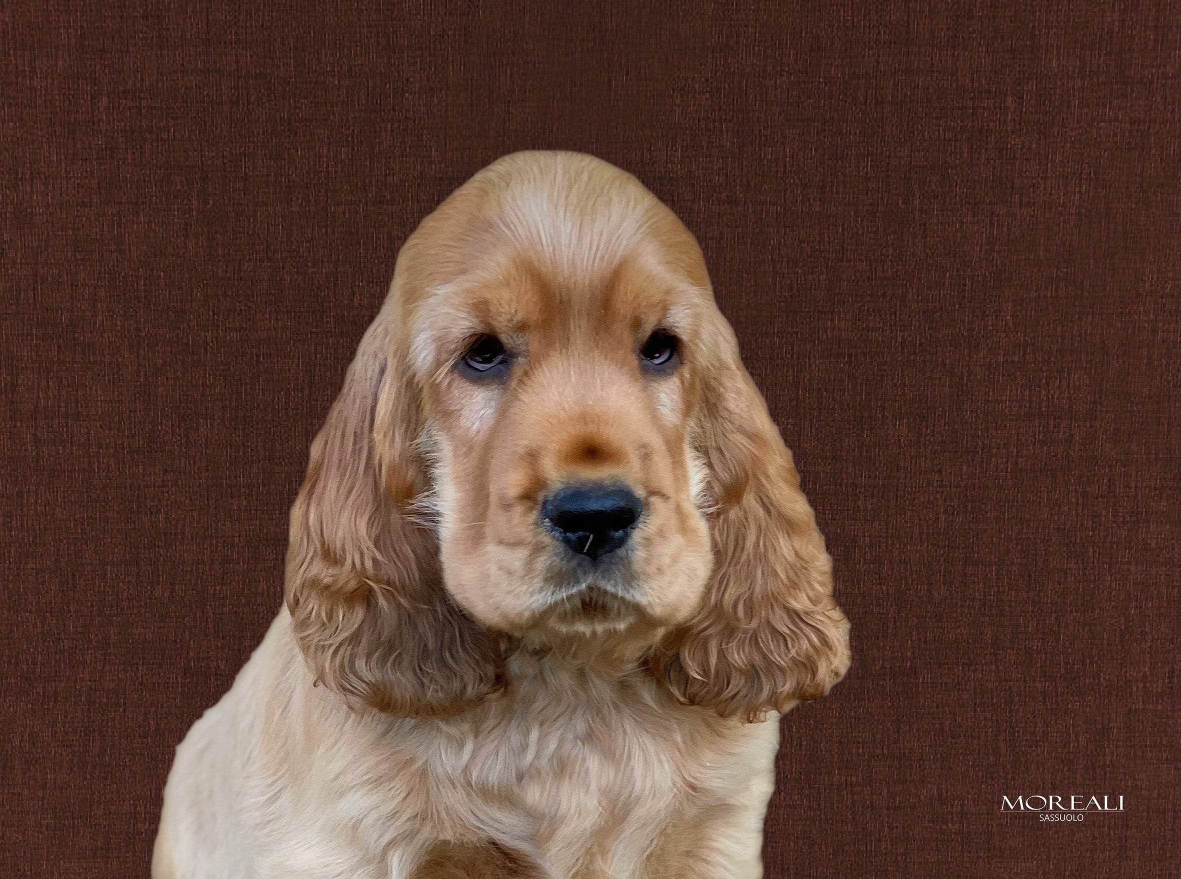 Set 4 Tovagliette Animali Pop Made in Italy Cucina Moreali Tessile Casa 33 x 45 Pablo Marrone