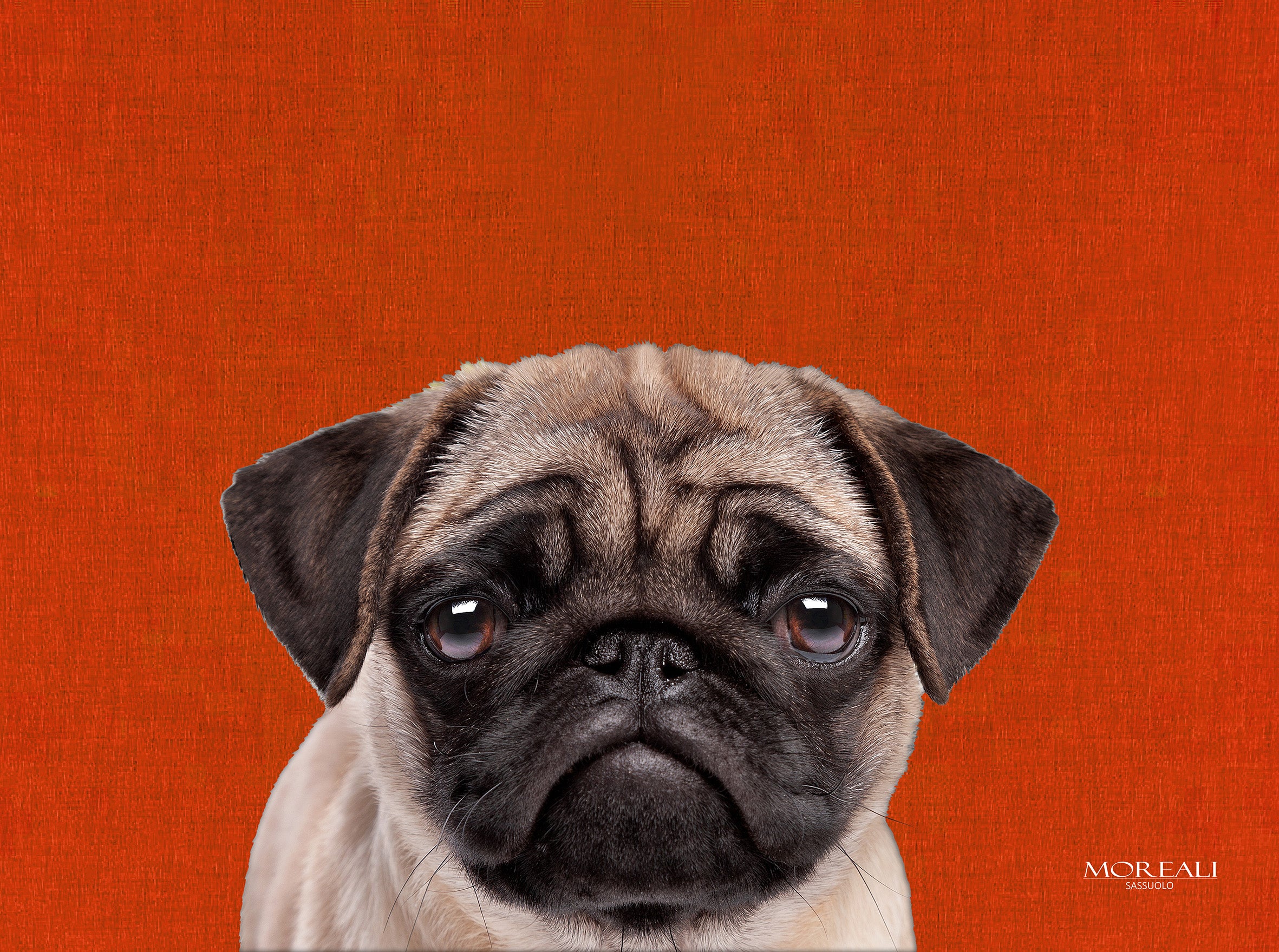 Set 4 Tovagliette Animali Pop Made in Italy Cucina Moreali Tessile Casa 33 x 45 Ugo Arancione