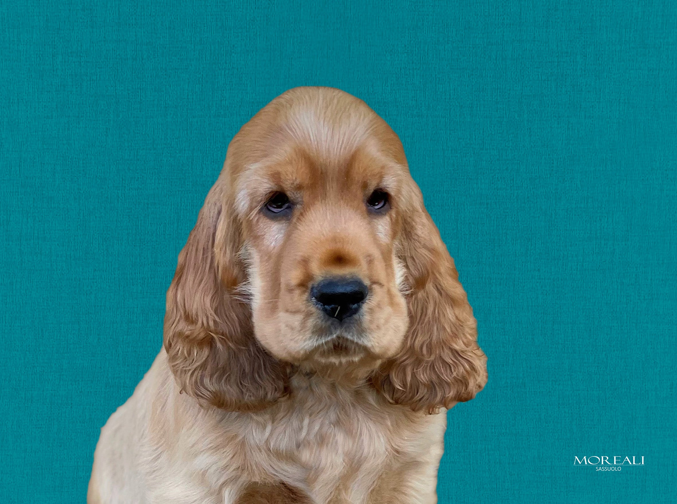 Set 4 Tovagliette Animali Pop Made in Italy Cucina Moreali Tessile Casa 33 x 45 Pablo Turchese