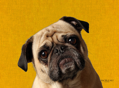 Set 4 Tovagliette Animali Pop Made in Italy Cucina Moreali Tessile Casa 33 x 45 Brando Giallo