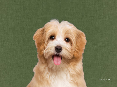 Set 4 Tovagliette Animali Pop Made in Italy Cucina Moreali Tessile Casa 33 x 45 Toby Verde