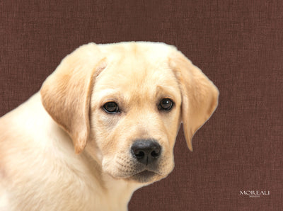 Set 4 Tovagliette Animali Pop Made in Italy Cucina Moreali Tessile Casa 33 x 45 Chicco Marrone