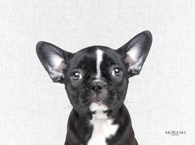 Set 4 Tovagliette Animali Pop Made in Italy Cucina Moreali Tessile Casa 33 x 45 Rocco Perla