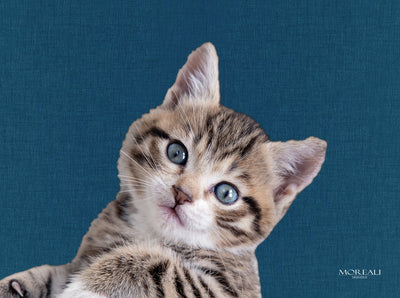 Set 4 Tovagliette Animali Pop Made in Italy Cucina Moreali Tessile Casa 33 x 45 Titti Blu